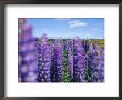 Wild Lupins In The Mt. Cook National Park, Canterbury, South Island, New Zealand by Neale Clarke Limited Edition Print