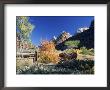 View From Visitor Centre To Peaks Above Zion Canyon In Autumn, Zion National Park, Utah, Usa by Ruth Tomlinson Limited Edition Pricing Art Print