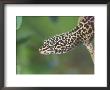 Leopard Gecko by Alan And Sandy Carey Limited Edition Print