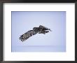 Great Grey Owl (Strix Nebulosa) In Flight, Finland, Scandinavia, Europe by David Tipling Limited Edition Print