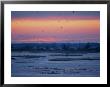 Ducks And Geese Take Flight Over The Frozen Platte River At Twilight by Joel Sartore Limited Edition Print