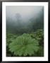 Fog And Rain Forest Foliage, Costa Rica by Michael Melford Limited Edition Print