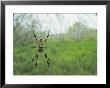 Orb Weaver Spider Spins Its Web by Klaus Nigge Limited Edition Print
