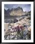 Dwarf Fireweed And Trango, Baltoro Muztagh Range, Pakistan by Gavriel Jecan Limited Edition Print