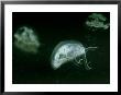 Freshwater Jellyfish, Vt, Usa by Gustav Verderber Limited Edition Pricing Art Print