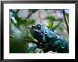 Male Parson's Chameleon In Analamazaotra Reserve, Toamasina, Madagascar by Karl Lehmann Limited Edition Print