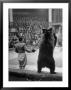 Dancing Bear At The Circus by Thomas D. Mcavoy Limited Edition Print