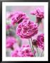 Dianthus Washington, Collection Of Pink Flowers, Whetman Pinks Ltd National Collection by Lynn Keddie Limited Edition Print