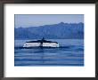 Blue Whale, Raising Flukes, Sea Of Cortez by Gerard Soury Limited Edition Print