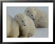 Two Polar Bear Cubs Huddle Behind Their Mother by Norbert Rosing Limited Edition Print