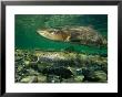 Pair Of Atlantic Salmon Paired Off During Spawning Season by Paul Nicklen Limited Edition Print