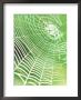 Spiders Web With Morning Dew, Threads Illuminated & Look White Against Green Backdrop by Sunniva Harte Limited Edition Print