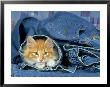 Domestic Cat by Klein And Huber Limited Edition Print