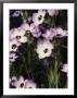 Patch Of Wildflowers With White, Purple-Edged Petals, California by Sylvia Sharnoff Limited Edition Print