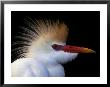 Portrait Of Cattle Egret In Breeding Plumage At St. Augustine Alligator Farm, Florida by Arthur Morris Limited Edition Print