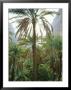 Date Palms Line The Inner Canyon At Lush Taab Springs Oasis by Stephen Alvarez Limited Edition Print
