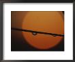A Blade Of Grass With Drops Of Dew Against The Setting Sun by Raul Touzon Limited Edition Print