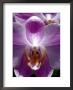 Wild Orchids In Mountain Pine Ridge Rainforest, Cayo District, Belize by Greg Johnston Limited Edition Pricing Art Print