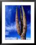 Cardon Cactus Pachycereus Pringlei, World's Tallest Species Of Cactus, Endemic To Baja California by Brent Winebrenner Limited Edition Print
