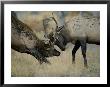 Young Bull Wapitis Spar At The Start Of The Fall Rut by Raymond Gehman Limited Edition Print