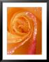 Rose Close-Up With Dew by Nancy Rotenberg Limited Edition Print