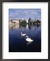 Swans, River Vltava, Prague, Czech Republic by Dan Gair Limited Edition Print