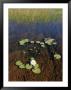 Water Lily Pads And Flower by Nicole Duplaix Limited Edition Print