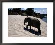 Baby African Elephant Taking A Sand Bath by Chris Johns Limited Edition Print