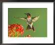 Ruby Throated Hummingbird,Male Feeding On Kalanchoe Flower, New Braunfels, Texas, Usa by Rolf Nussbaumer Limited Edition Pricing Art Print