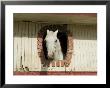 Horse In Stables On Way To Monteverde, Costa Rica, Central America by R H Productions Limited Edition Print