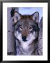 Gray Wolf Standing Between Trees, Canis Lupus by Lynn M. Stone Limited Edition Print