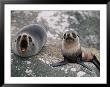 New Zealand Fur Seal And Her Pup Lounge On A Rock by Annie Griffiths Belt Limited Edition Print