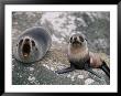 New Zealand Fur Seal And Her Pup Lounge On A Rock by Annie Griffiths Belt Limited Edition Pricing Art Print