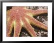 A Close-Up Of A Smooth Sun Star by Brian J. Skerry Limited Edition Print