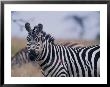 Plains Zebra by Michael Nichols Limited Edition Print