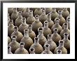 Newly-Made Clay Vases Are Lined Up, Waiting To Be Baked In A Kiln by George F. Mobley Limited Edition Print