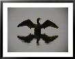 A Black-Faced Cormorant Rising Out Of The Water by Joel Sartore Limited Edition Print