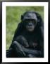 A Mother Bonobo Holds Her Baby At The San Diego Wild Animal Park by Michael Nichols Limited Edition Print