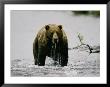Water Drips From The Mouth Of A Kodiak Bear by George F. Mobley Limited Edition Print