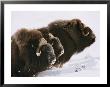 Close View Of Three Musk-Oxen Standing In The Snow by George F. Mobley Limited Edition Print