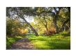 Fremont Older Trail by David Chmielewski Limited Edition Pricing Art Print