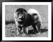 Champion Choonam Hung Kwong Crufts, Best In Show, 1936 by Thomas Fall Limited Edition Print