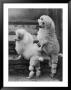 Pair Of Miniature Poodles Owned By Thomas From The Fircot Kennel by Thomas Fall Limited Edition Print