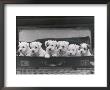 Six Puppies by Thomas Fall Limited Edition Pricing Art Print