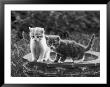 Two Kittens Stand In A Bird Bath Watching Something In The Grass by Thomas Fall Limited Edition Print