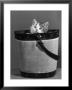Small Kitten Hides In A Bucket Gazing Up At The Photographer by Thomas Fall Limited Edition Print