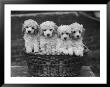 Four Buckwheat White Minature Poodle Puppies Standing In A Basket by Thomas Fall Limited Edition Pricing Art Print