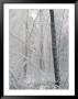 Snow Paints Trees White In The Woods Of New York by Vlad Kharitonov Limited Edition Pricing Art Print
