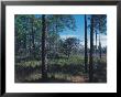 Gulf Coast Pine Flatwoods by Jeff Greenberg Limited Edition Print