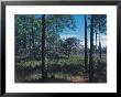 Gulf Coast Pine Flatwoods by Jeff Greenberg Limited Edition Pricing Art Print